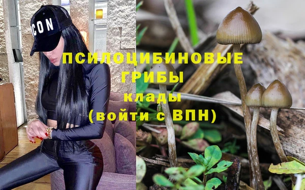 хмурый Магас