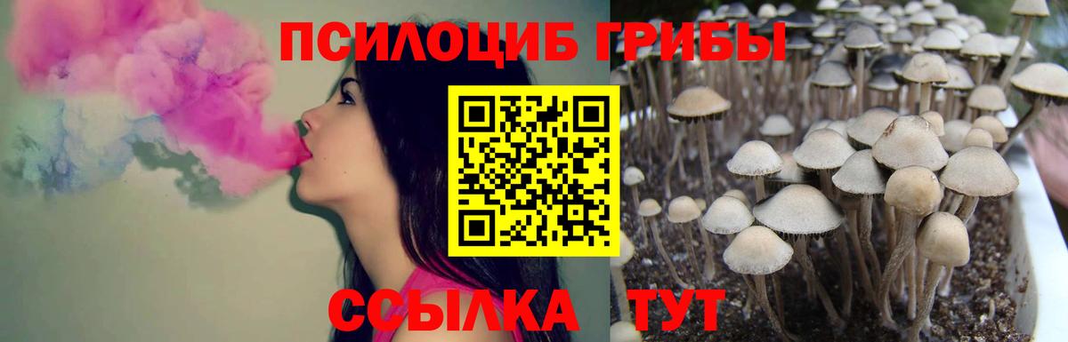 Галлюциногенные грибы Psilocybe Подольск